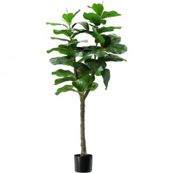 pianta ficus lyrata h. 130 cm 60 foglie
