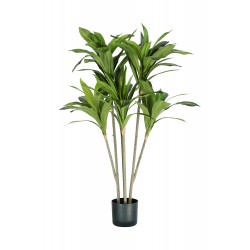 pianta dracaena h. 130 cm 88 foglie