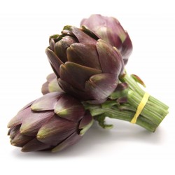 Carciofi Tema pz.1