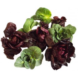 Radicchio cicorino misto kg.1