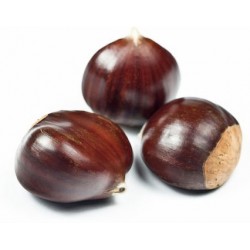 Castagne italia cal. 60/65 kg. 1