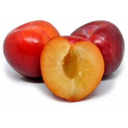 Susine fortune rosse sud Africa gr.500