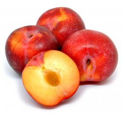 Susine ruby sun gr.500