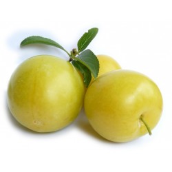 SUSINE gialle sun gold gr.500