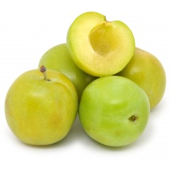 Susine Amola kg.1