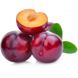 Susine satsuma kg.1