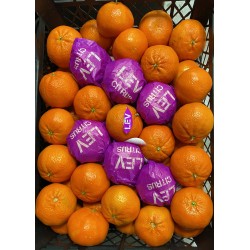 Clementine murcott kg.1