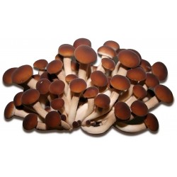 Funghi pioppini gr.250
