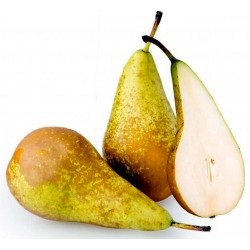 Pere conference kg.1