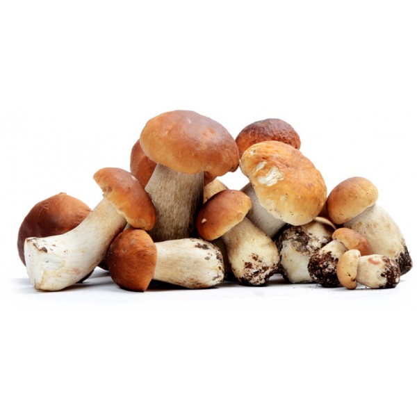 Funghi porcini gr. 500