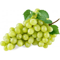 uva bianca senza semi arra gr.500