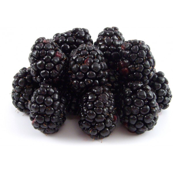 More in vaschetta gr.125 More in vaschetta gr.125